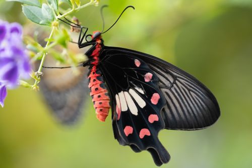 Free Close-up of a vibrant scarlet swallowtail butterfly perched on a flower Stock Photo
