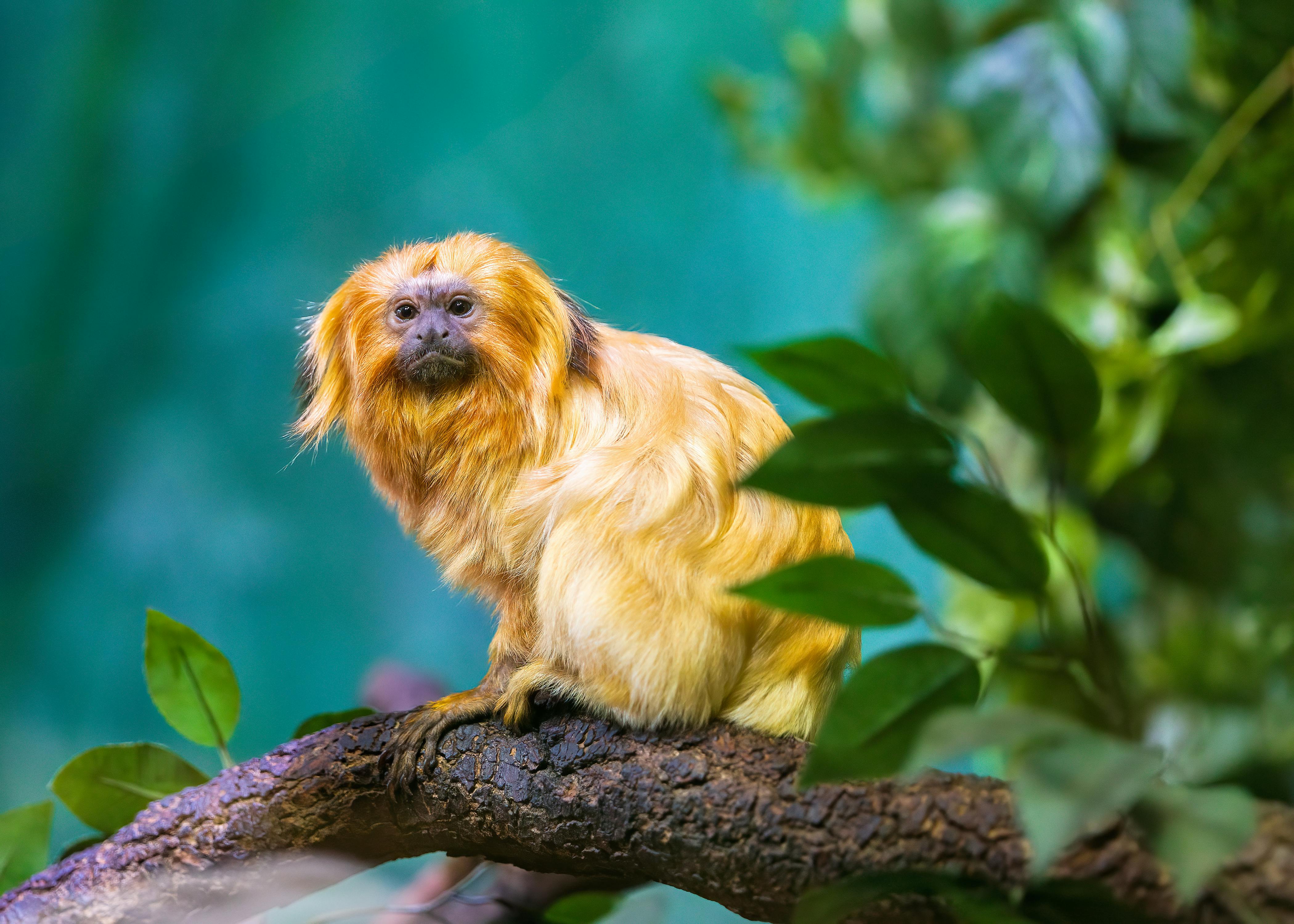 golden lion tamarin monkey on a tree branch