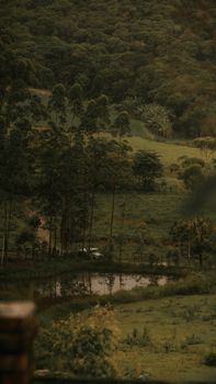 A tranquil forest scene featuring tall trees and a calm reflective pond under a lush green canopy.