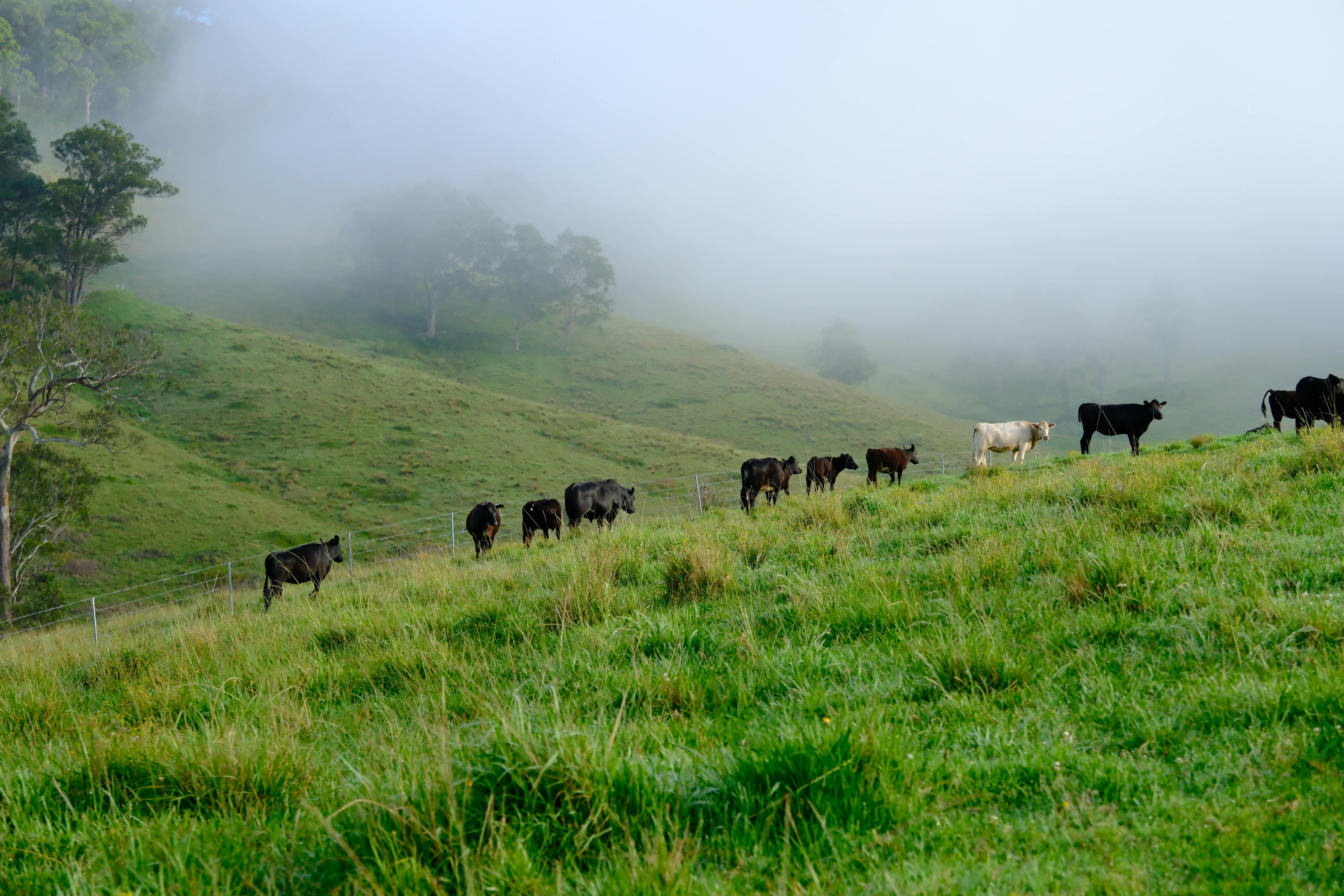 Cattle scattered across misty hills at first light in regional New South Wales