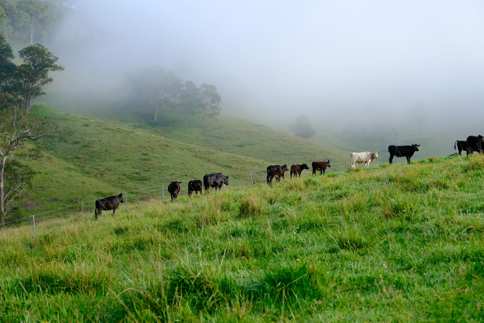Cattle scattered across misty hills at first light in regional New South Wales
