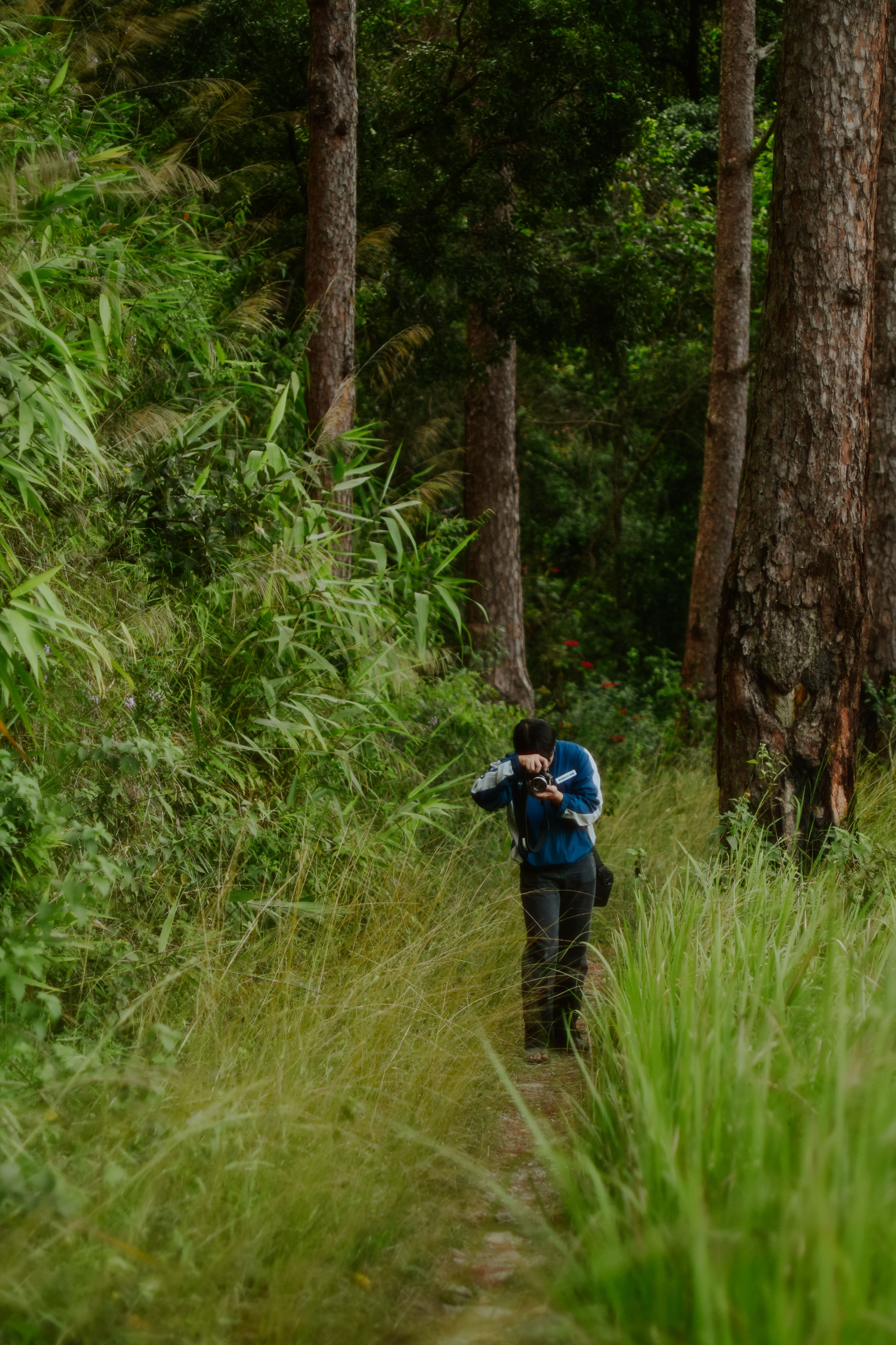 Photographer Exploring Lush Forest Trail · Free Stock Photo