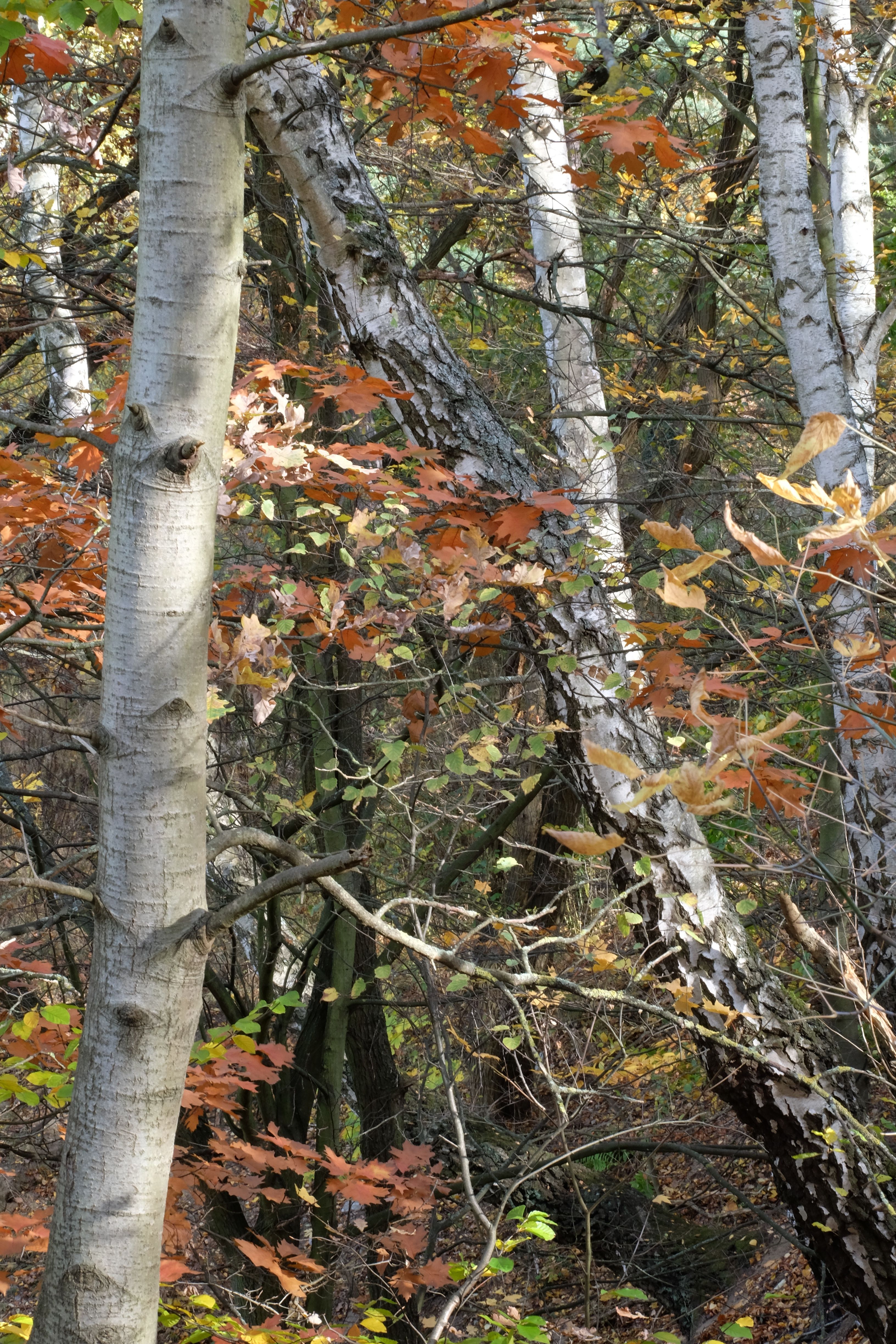 Serene Autumn Forest with Birch and Oak Trees · Free Stock Photo