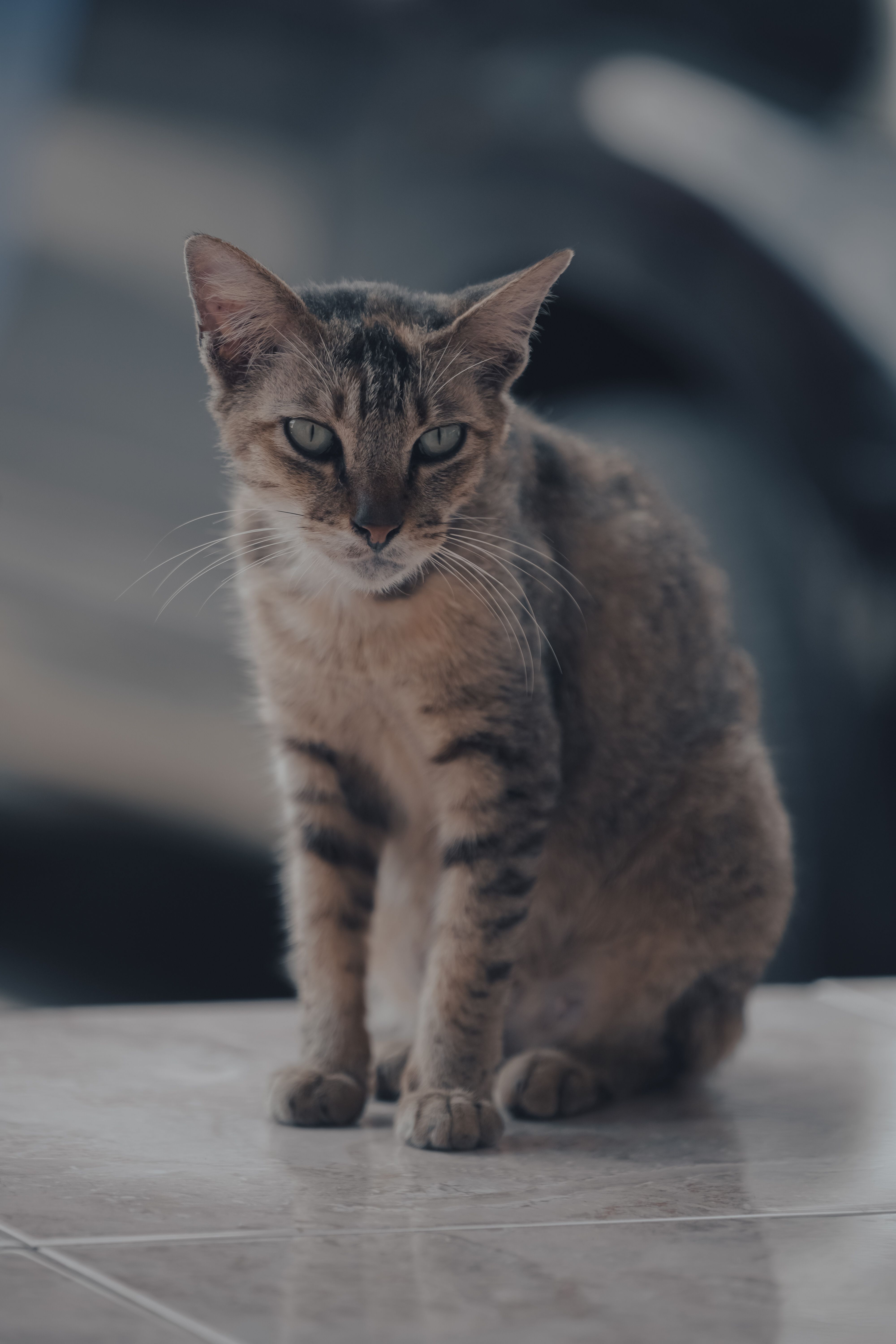 Close-up Portrait of a Tabby Cat Outdoors · Free Stock Photo
