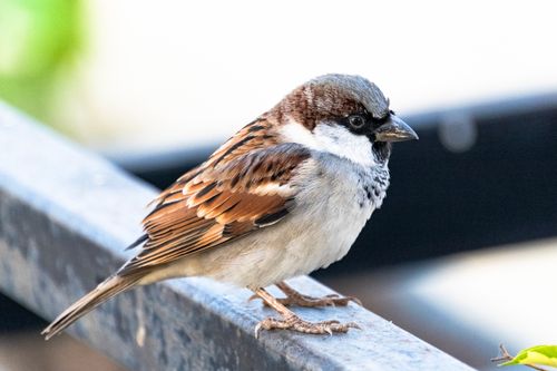 Free Detailed view of a house sparrow (Passer domesticus) standing on a railing outdoors. Stock Photo
