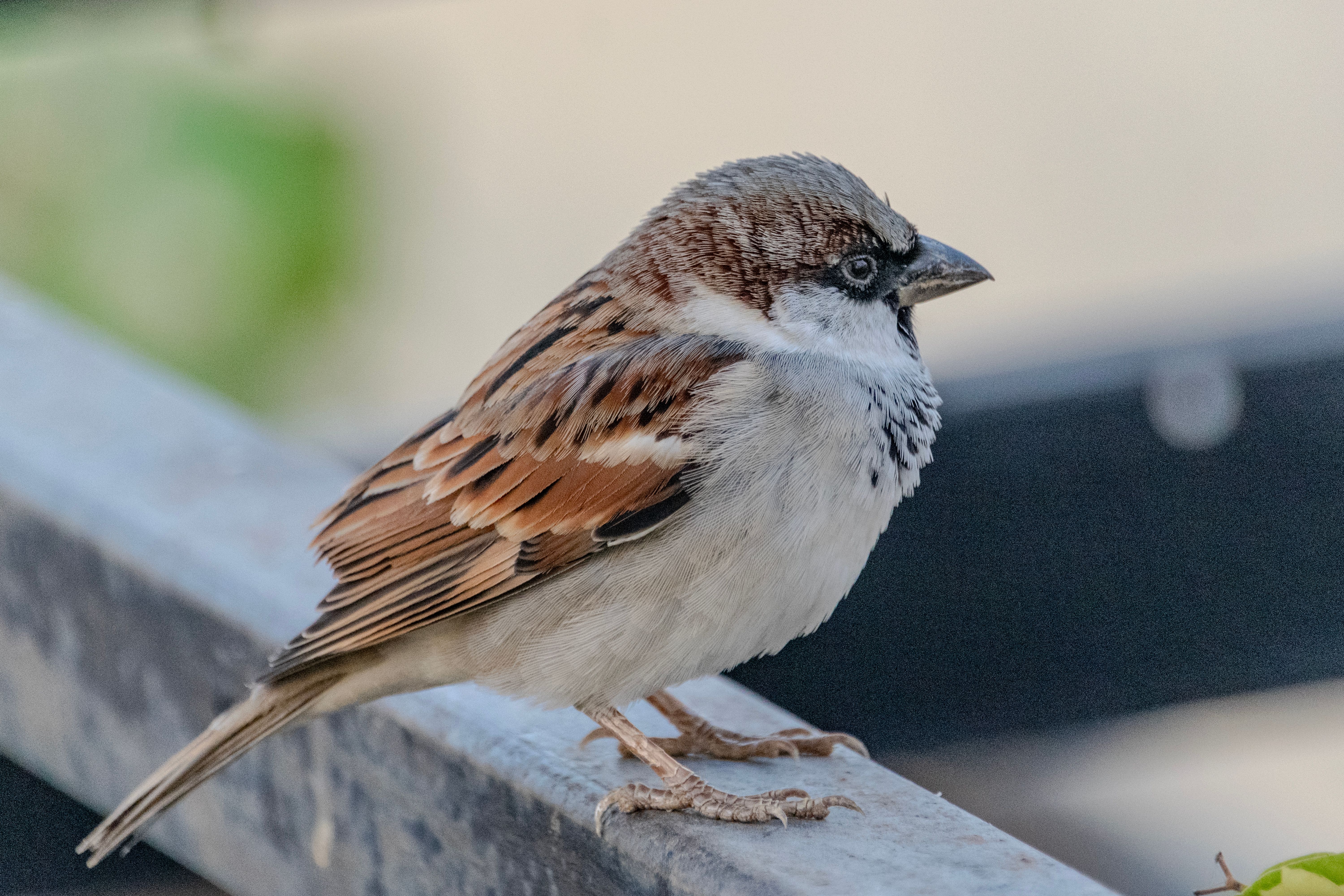 House sparrow British bird profile