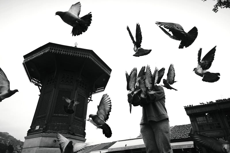 free-photo-of-pigeons-at-historic-sebilj-fountain-in-sarajevo.jpeg