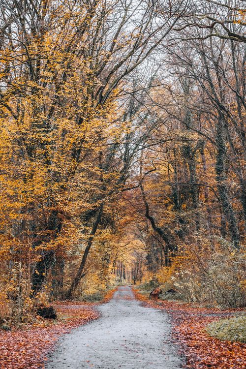 Free A tranquil forest pathway surrounded by vibrant fall foliage, perfect for seasonal walks. Stock Photo