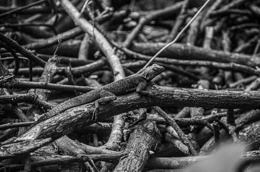 Agama lizard on branches in a natural Nigerian habitat, captured in black and white.