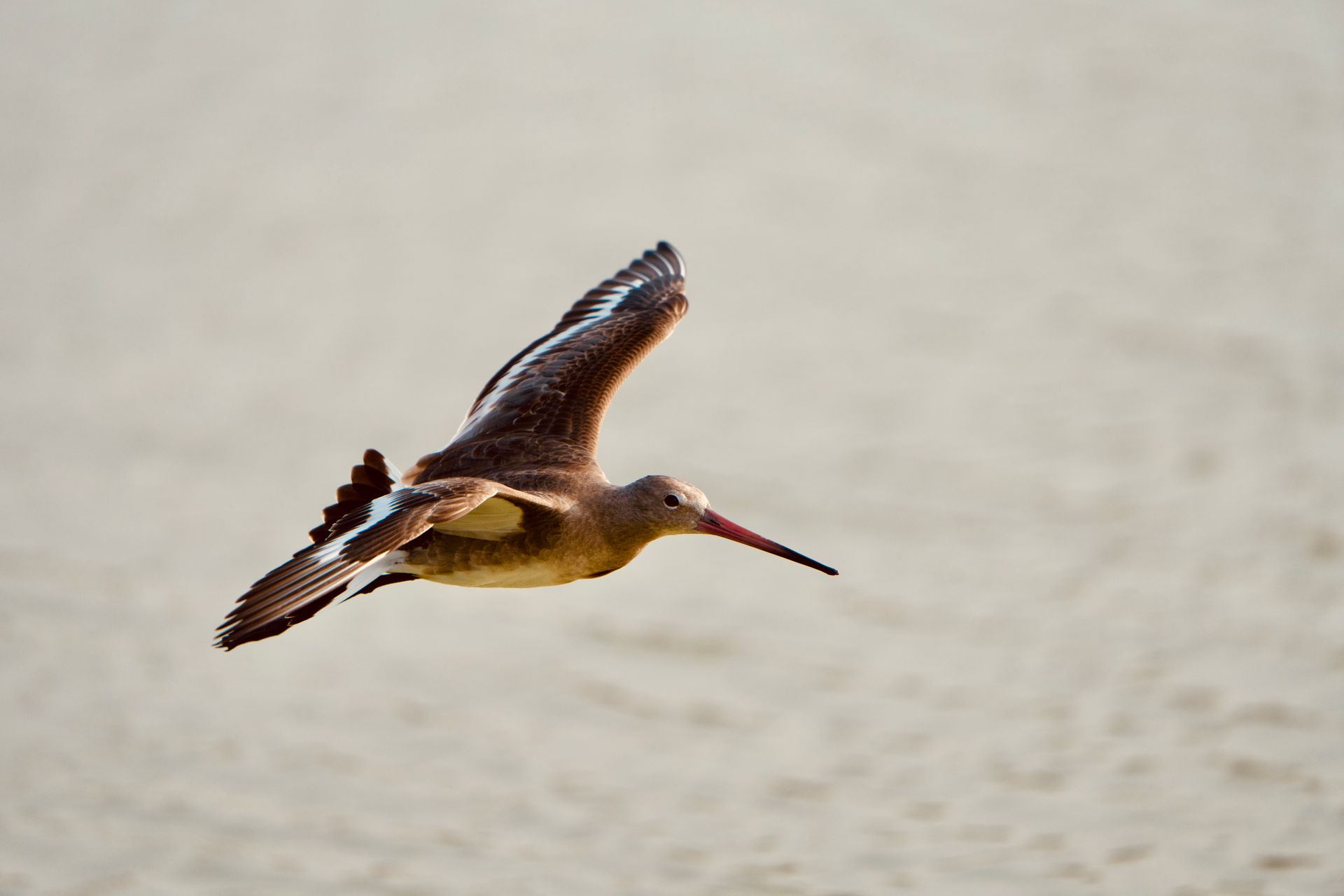 Black-tailed Godwit in mid-flight showcasing its elegant wingspan over a sandy background.