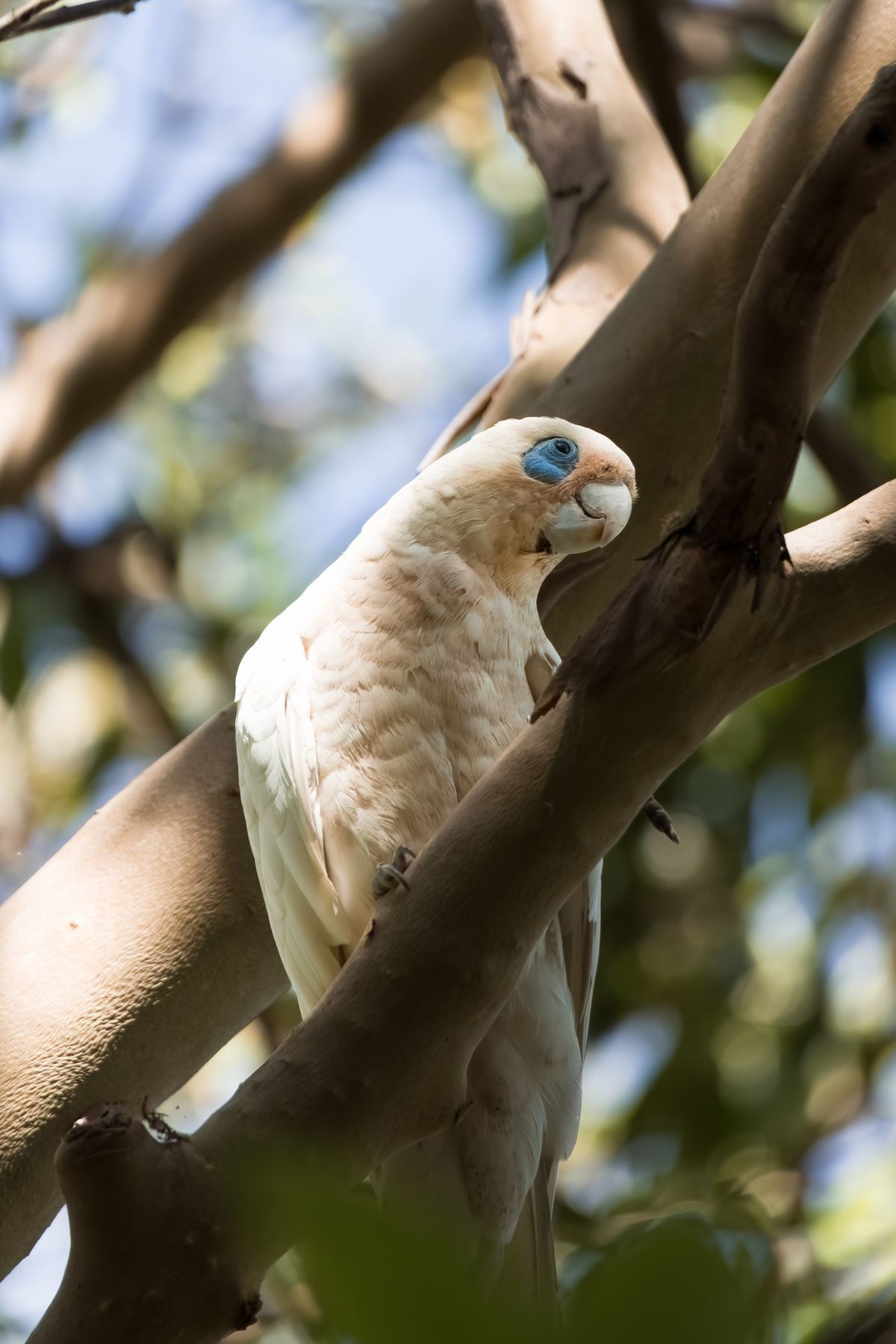Cockatoo Photos, Download The BEST Free