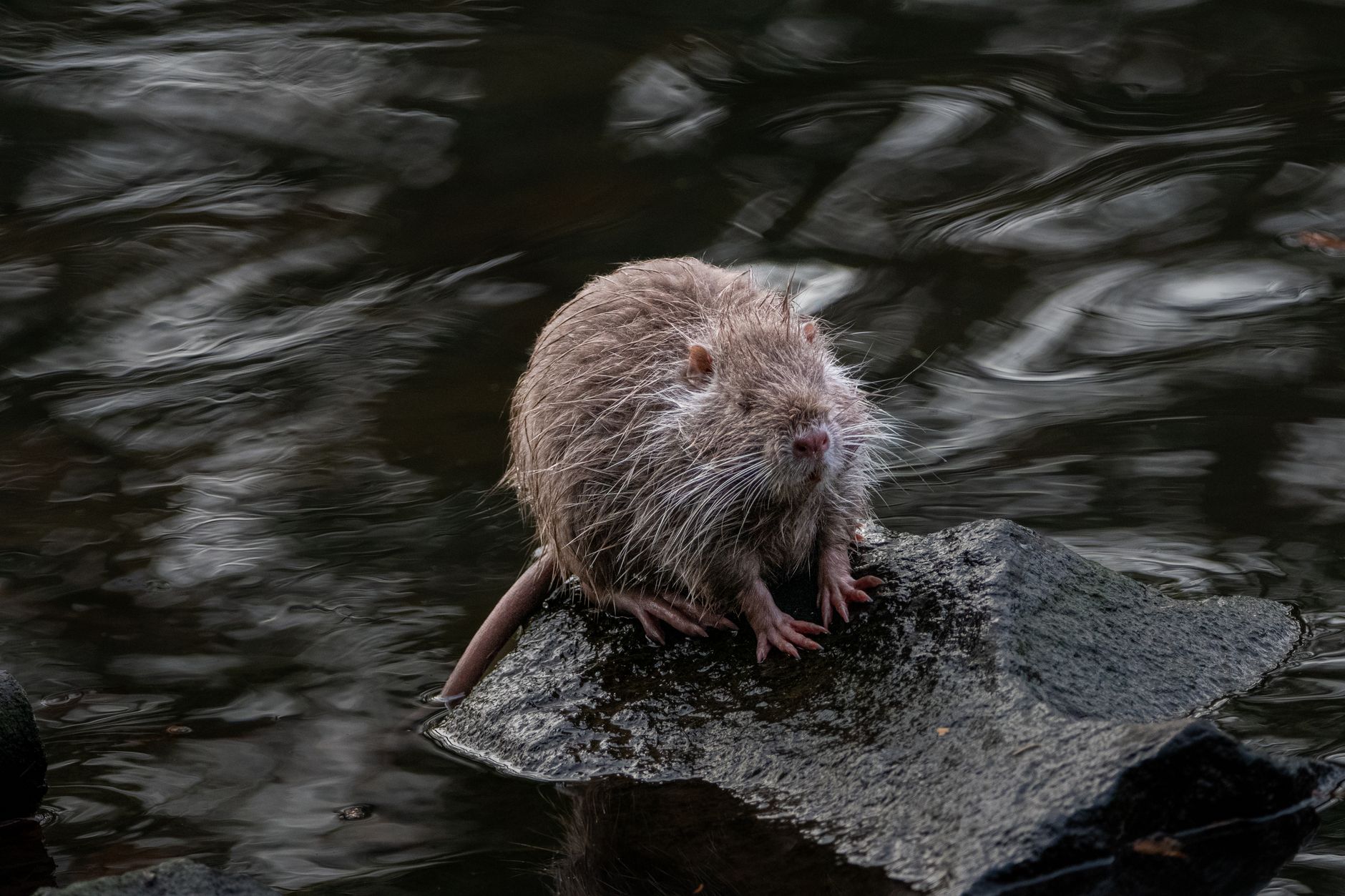 Rongeur au pelage brun humide, semblable à un rat, posé sur une pierre au bord d'une eau sombre