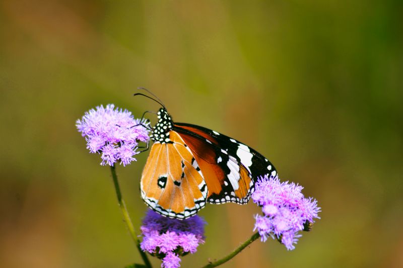 Close-up of Beautiful Monarch Butterfly on Purple Flower · Free Stock Photo