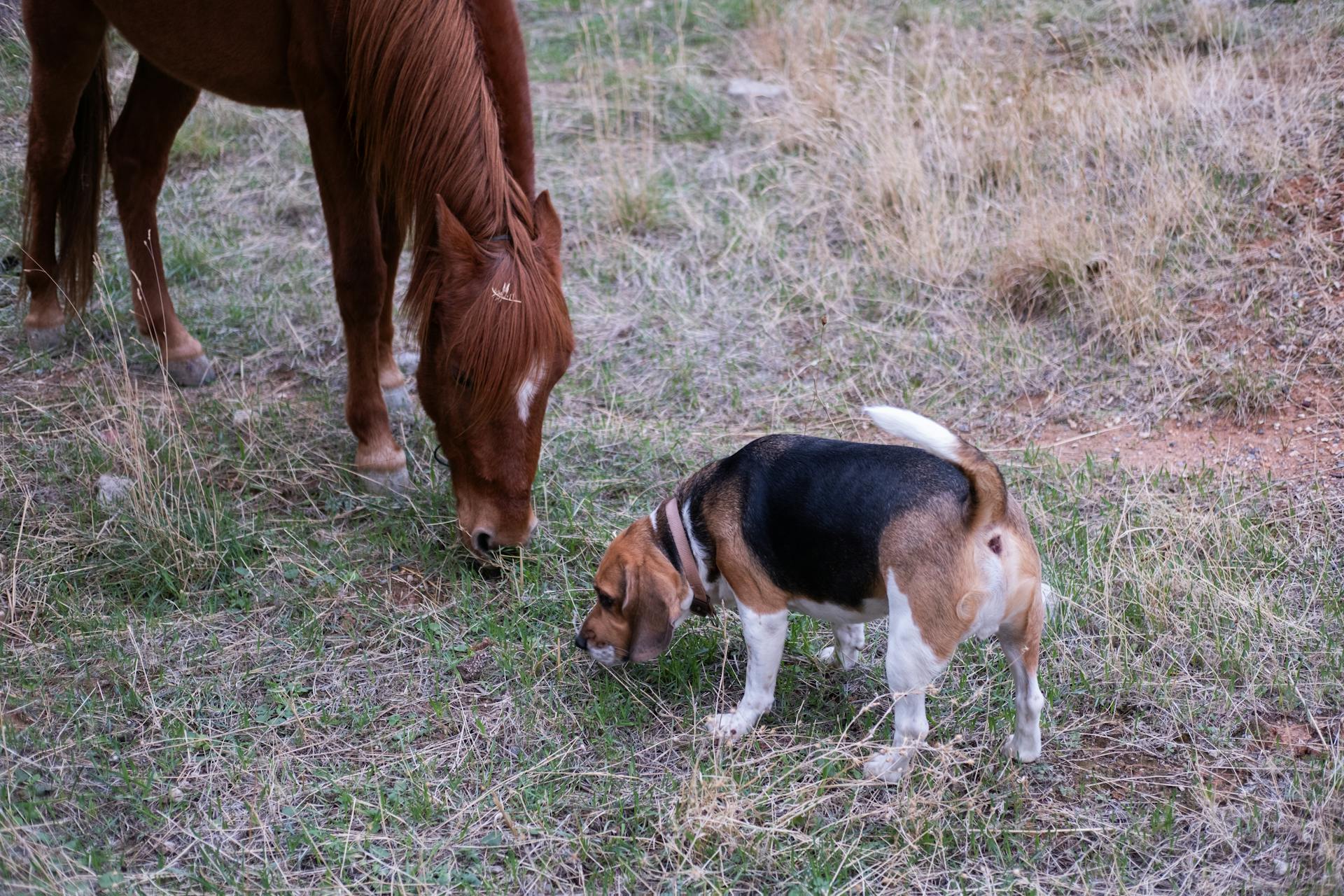 A horse and beagle dog grazing on grass in an open field in İzmir, Türkiye.