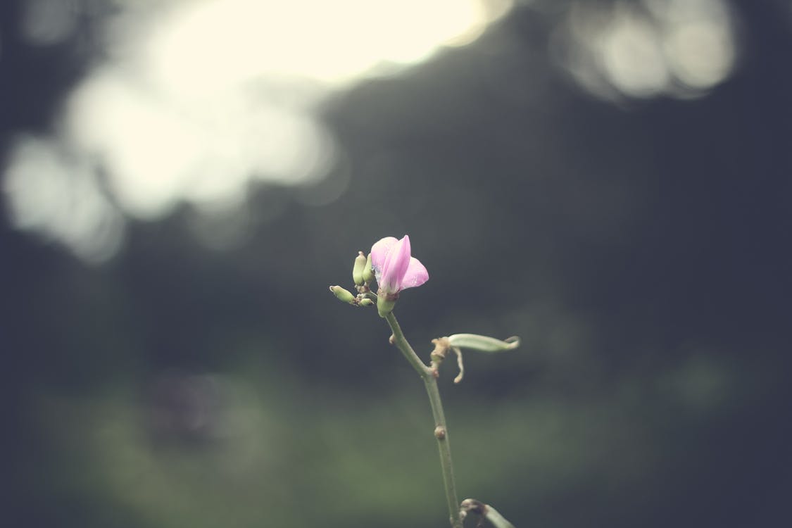 Розовое цветущее растение
