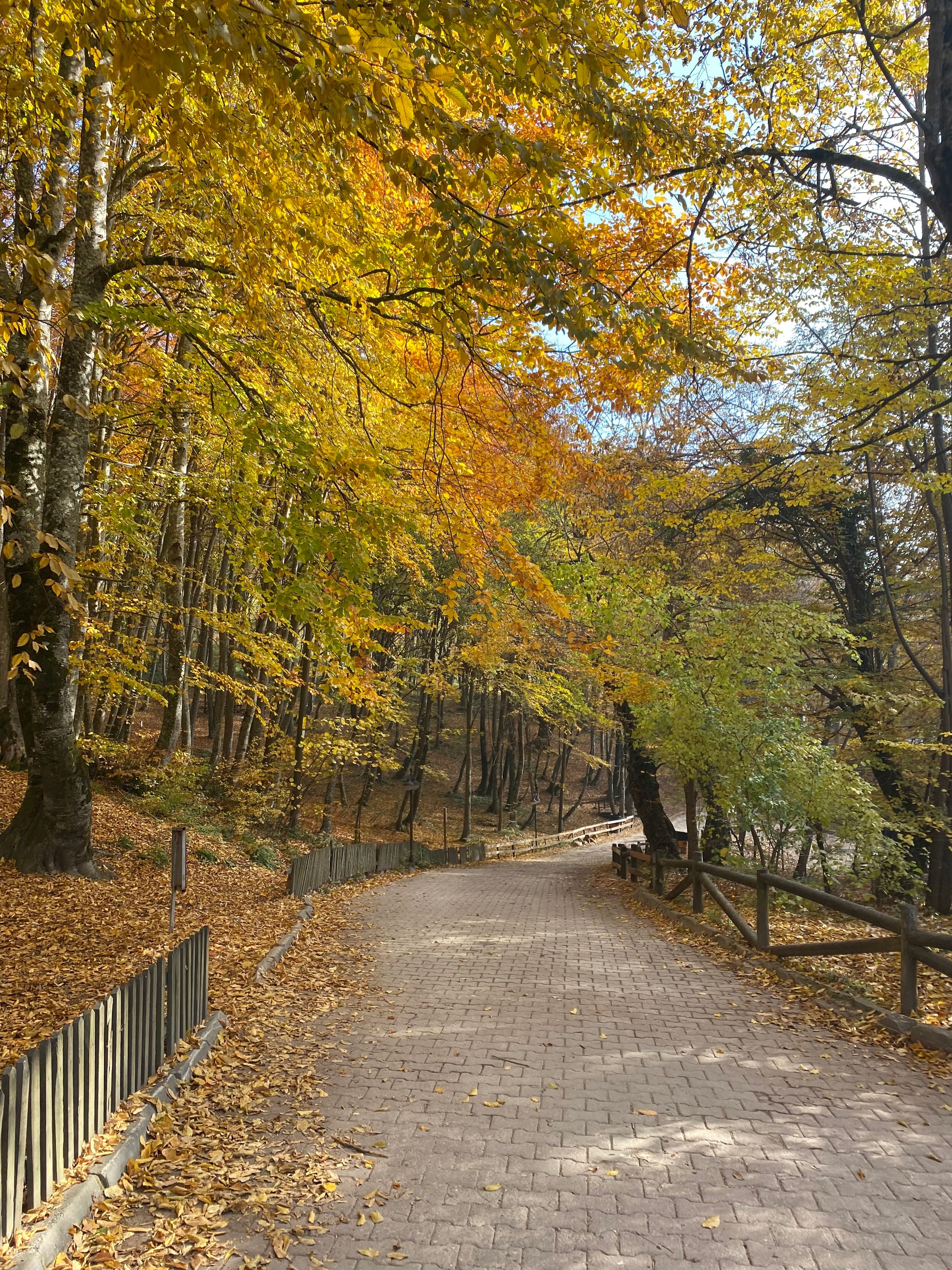 Serene Autumn Pathway Through Colorful Forest · Free Stock Photo