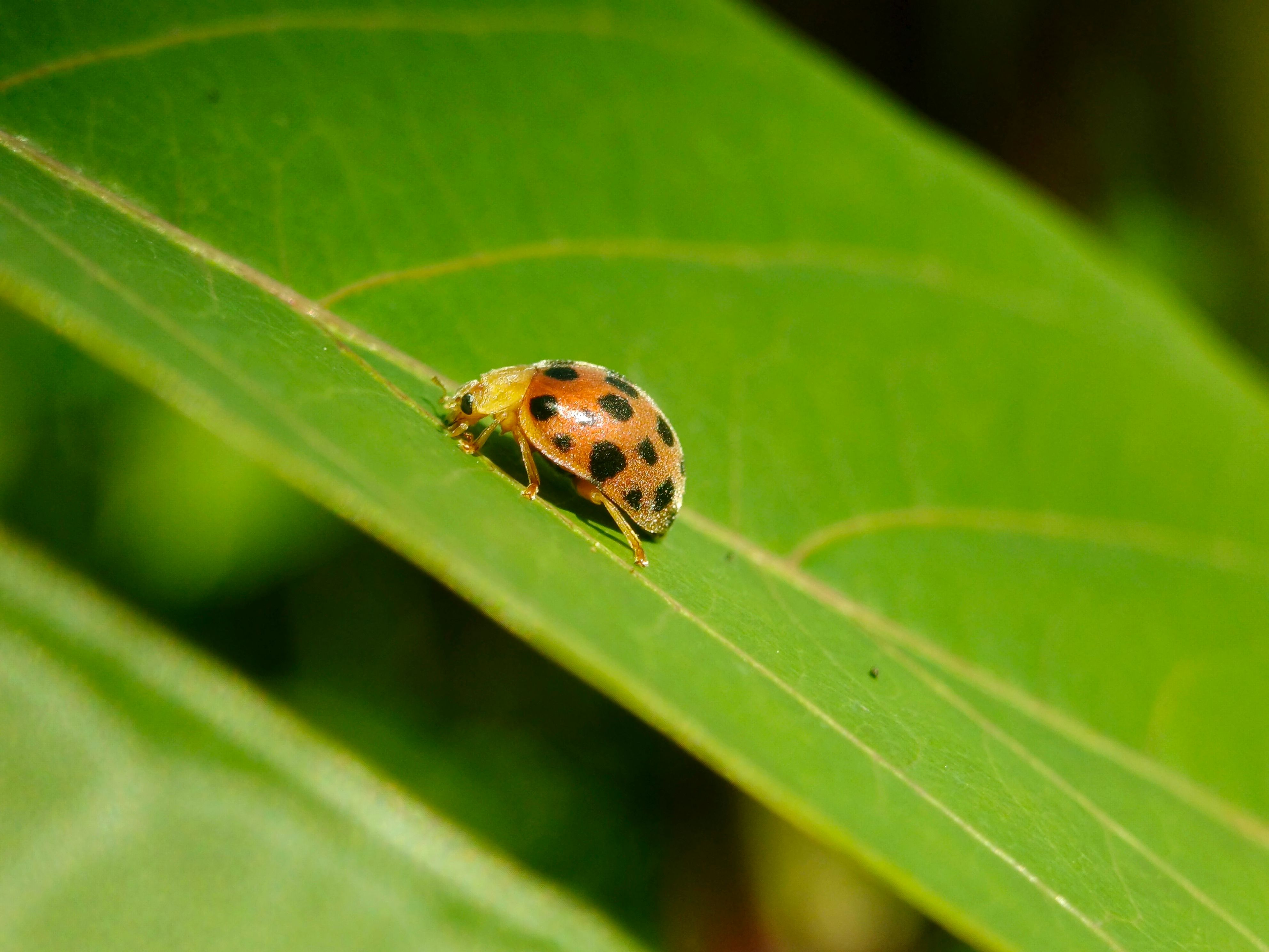 Colorful Ladybug on a Leaf in Indonesia · Free Stock Photo