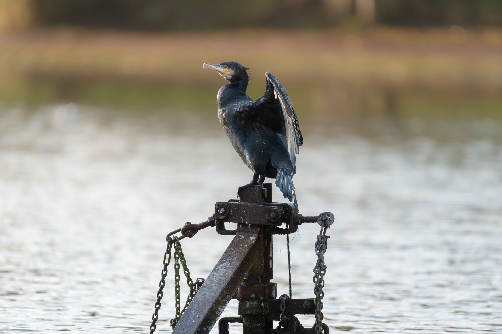 A cormorant bird dries its wings on a metal structure by a serene lake.