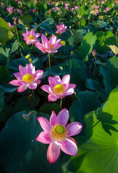 Beautiful pink lotus flowers blooming in a lush pond in Hội An, Vietnam.