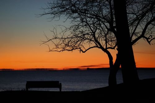 Free Serene silhouette of trees and a bench against the vibrant orange sunrise at Cove Island Park, Stamford. Stock Photo