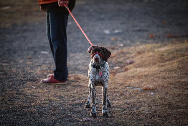 Discover the Marquesan Dog Breed: Origins, Traits, and Care