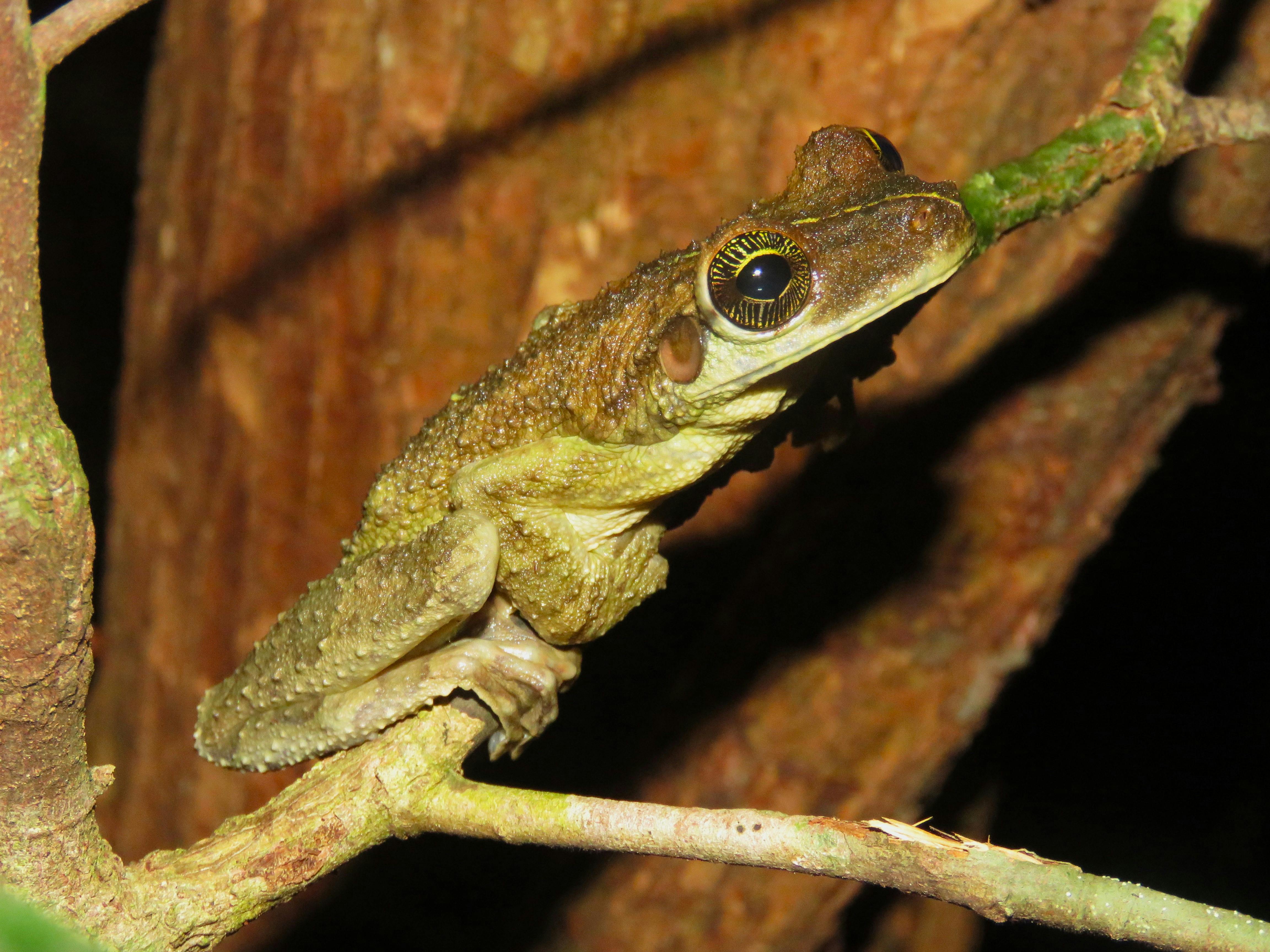 close up of a brazilian tree frog on branch