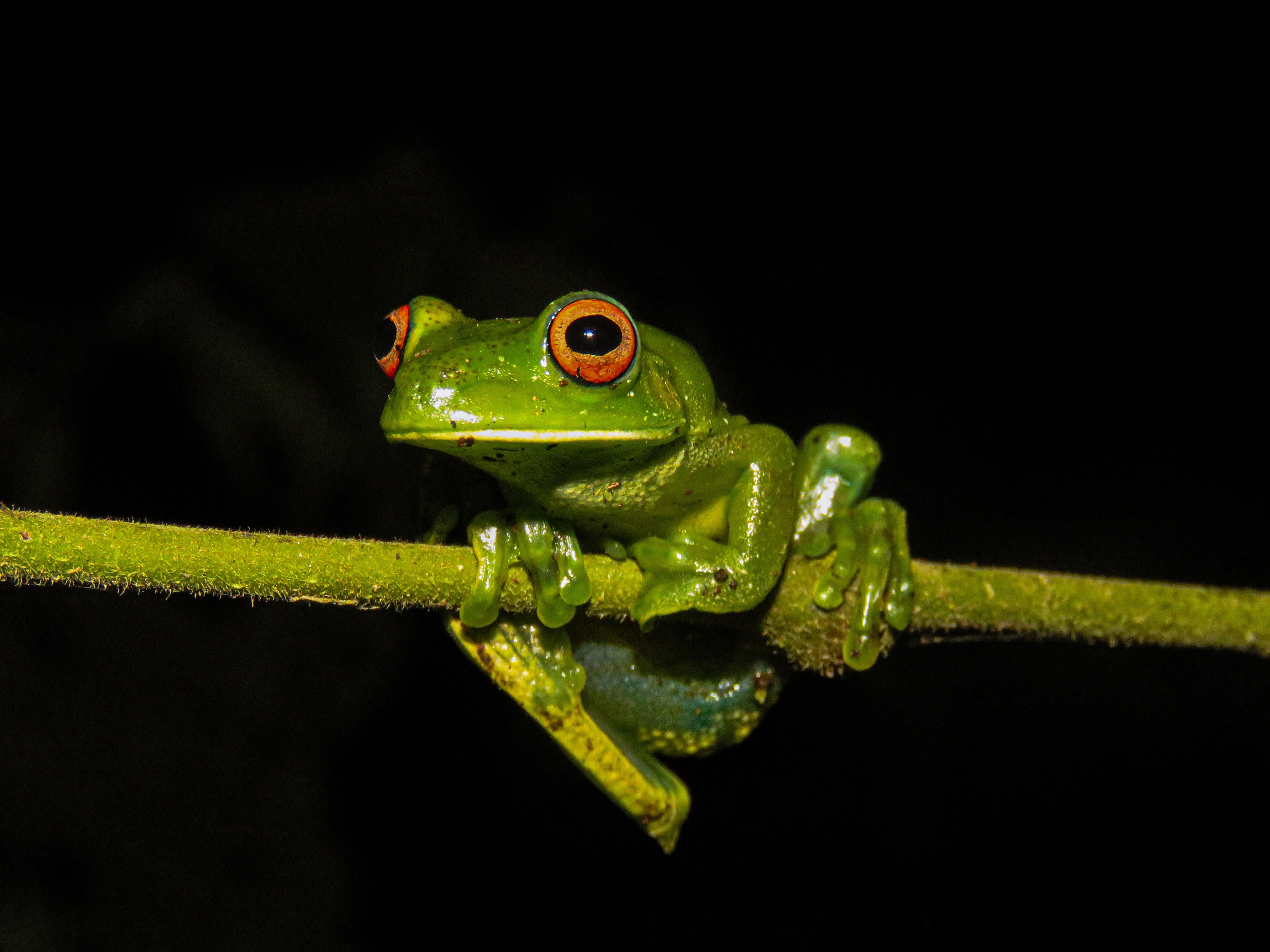 Colorful Tree Frog in Brazilian Rainforest · Free Stock Photo