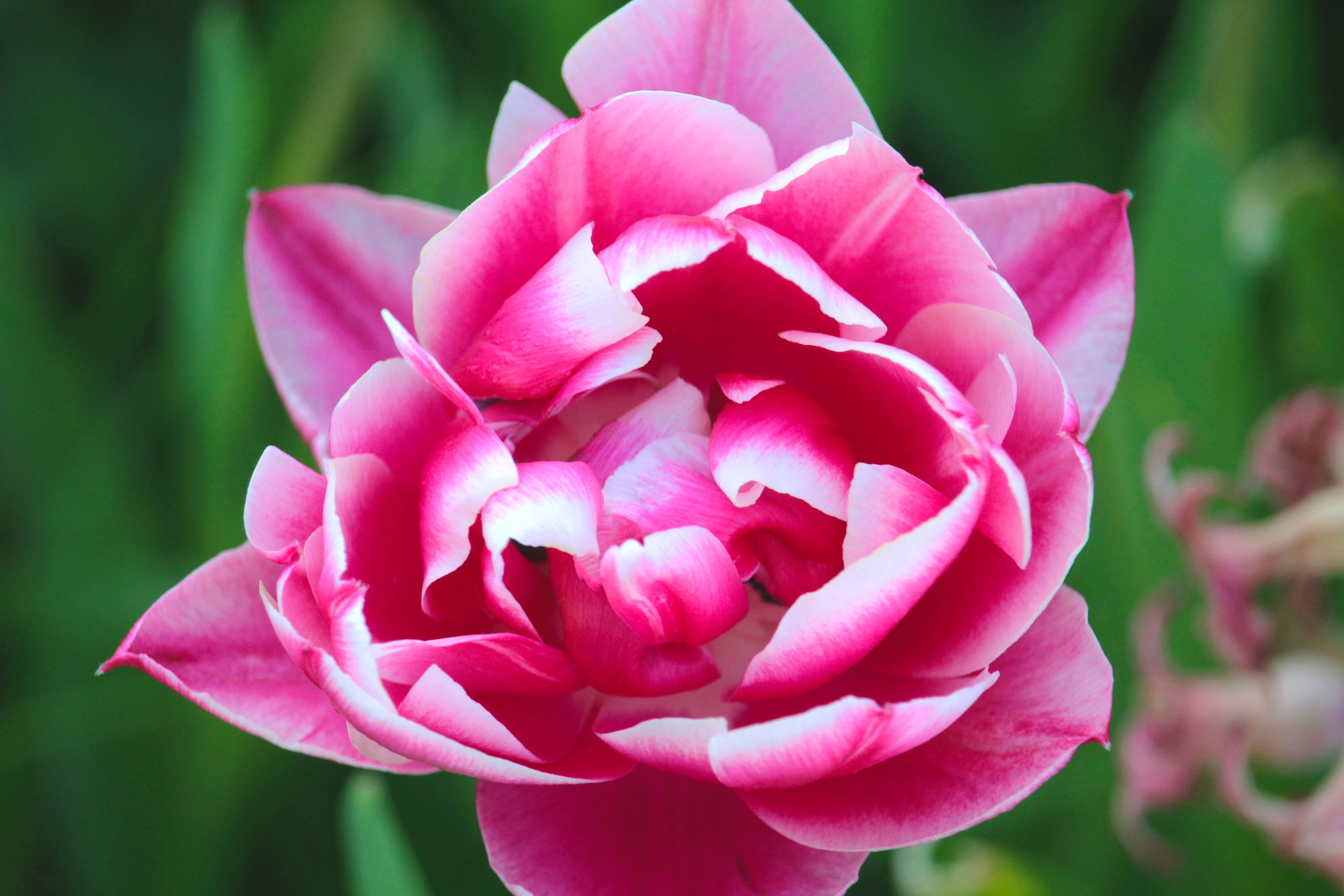 Vibrant Pink Peony in Full Bloom · Free Stock Photo