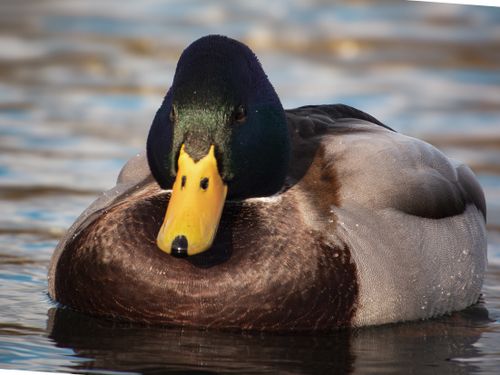 Free Detailed photo of a male mallard duck floating in a serene water setting. Stock Photo