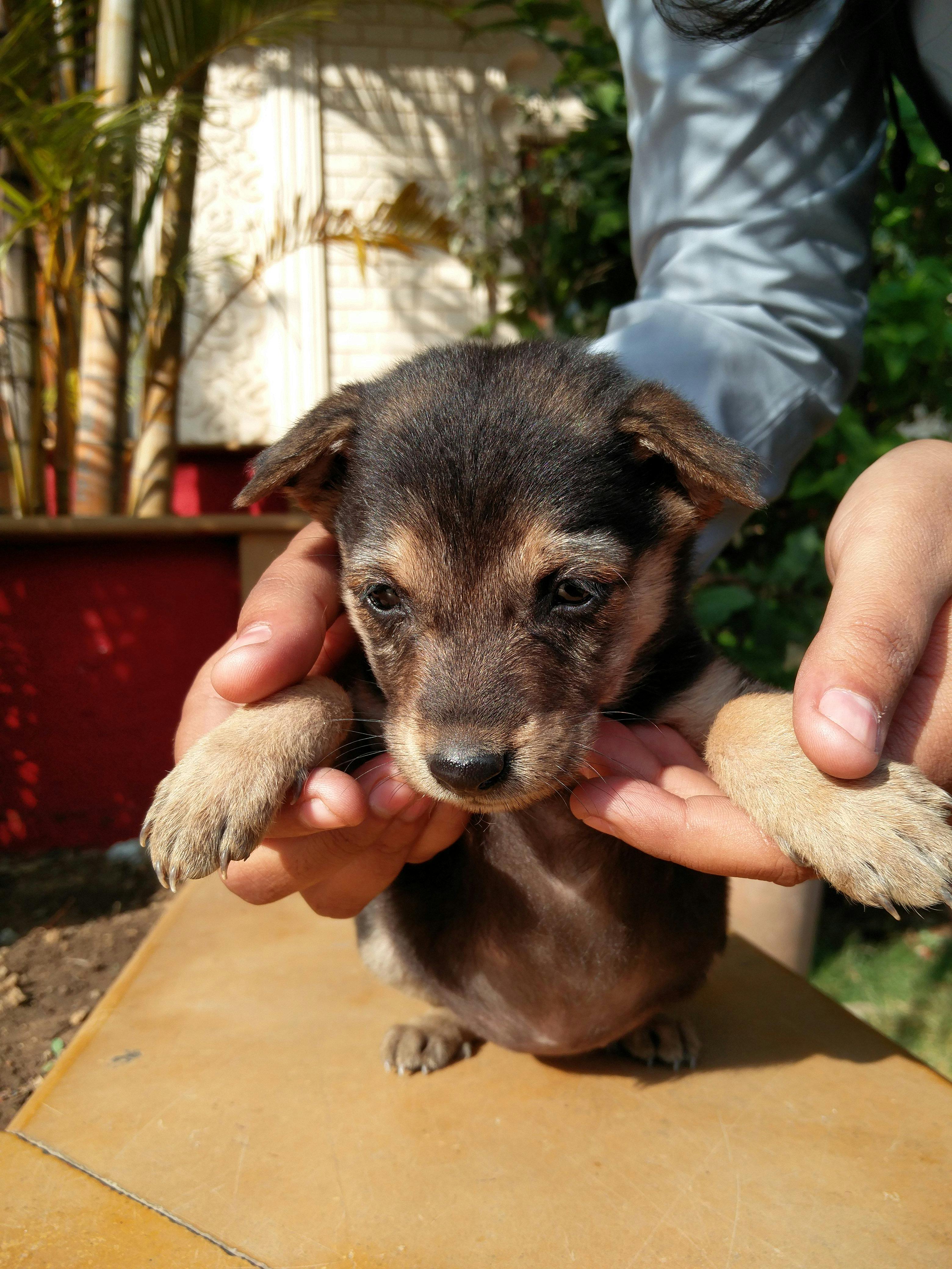 無料印刷可能可愛い 犬 画像 無料 最高の動物画像