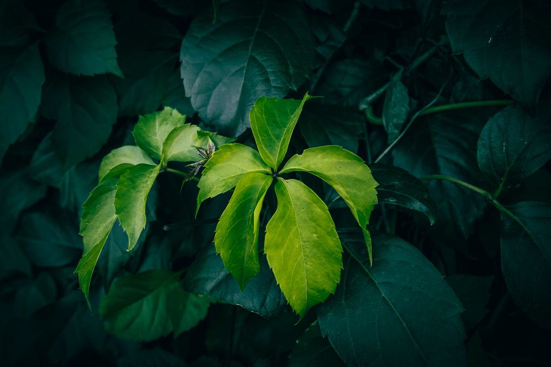 Lush Green Foliage with Creeper Plant Leaves · Free Stock Photo