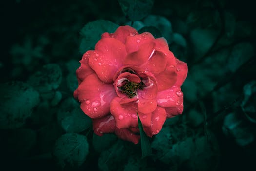 A vibrant red rose with fresh rain droplets on its petals against a dark green background.