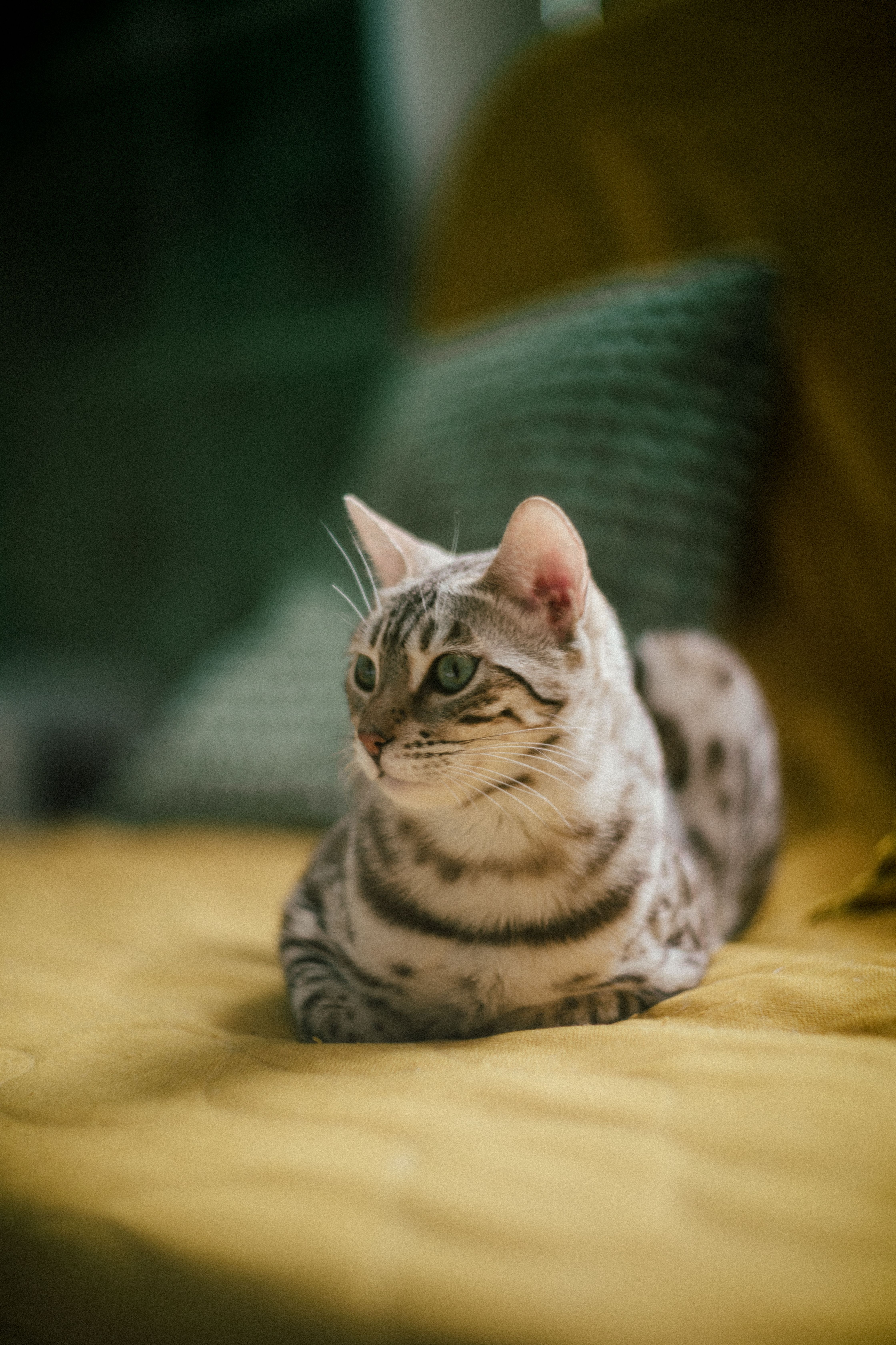 A beautiful Bengal cat lounging comfortably on a soft yellow couch in a cozy home setting.