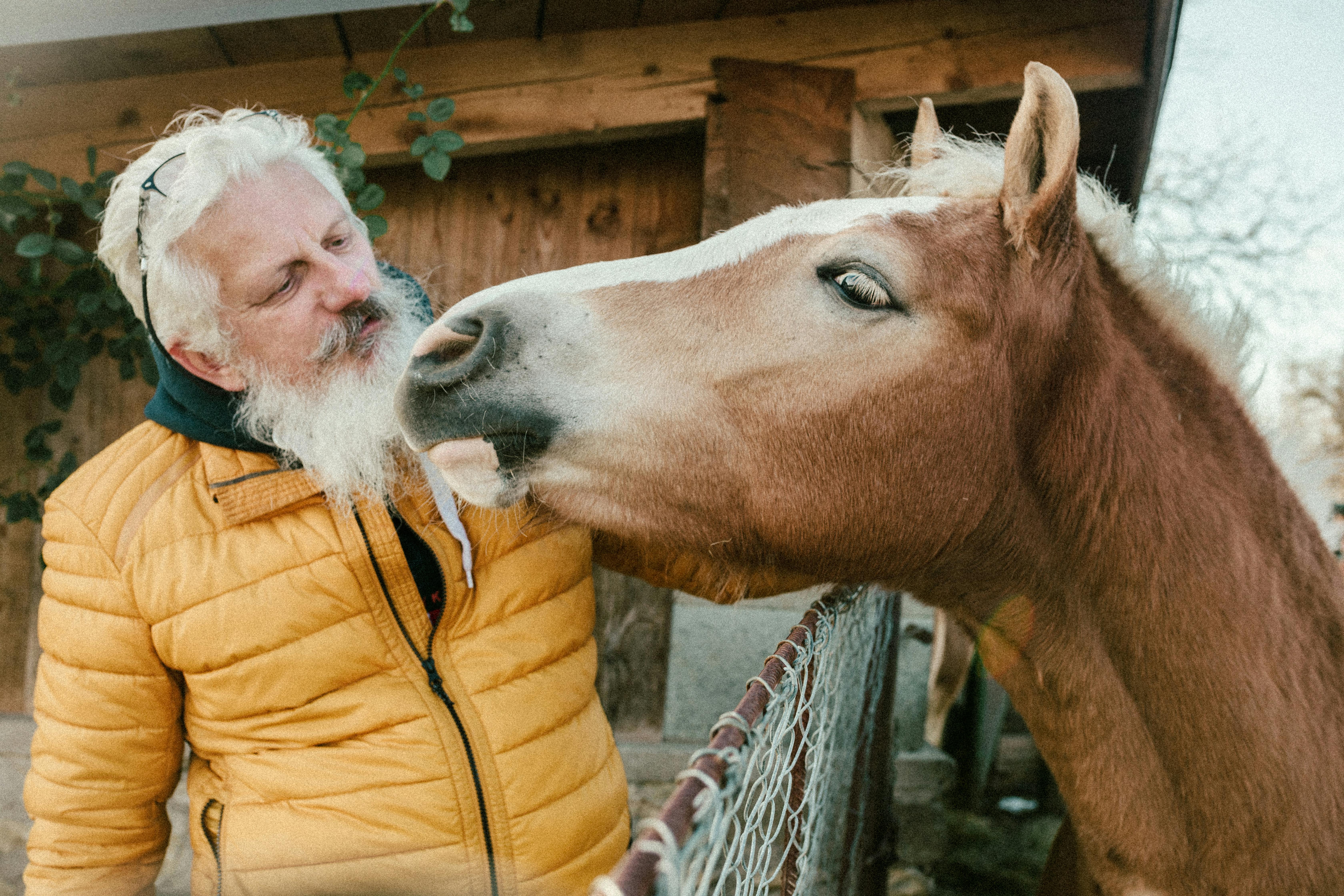 An elderly man in a yellow jacket interacts warmly with a chestnut horse outdoors.