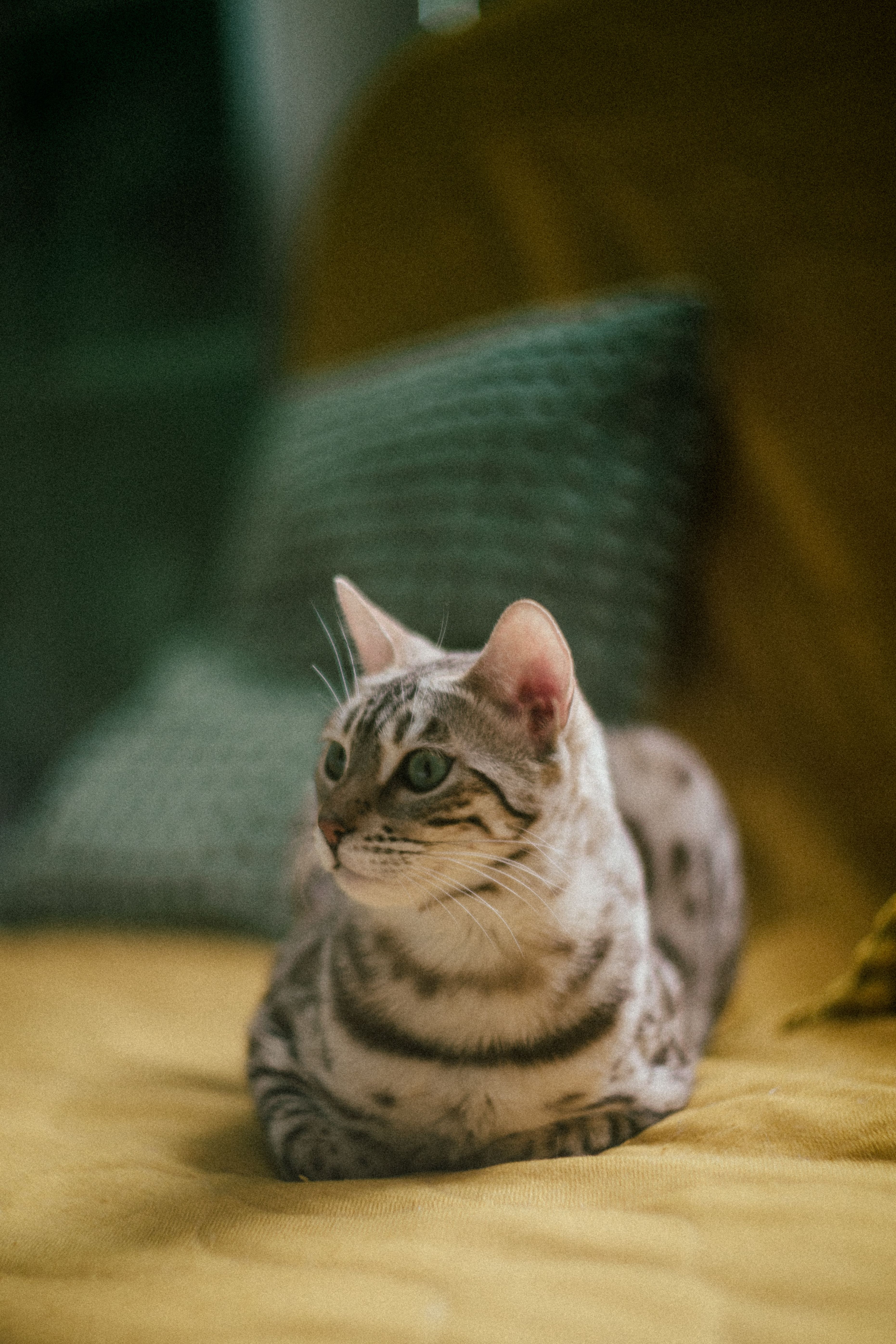 A Bengal cat with striking patterns relaxes on a yellow sofa indoors.