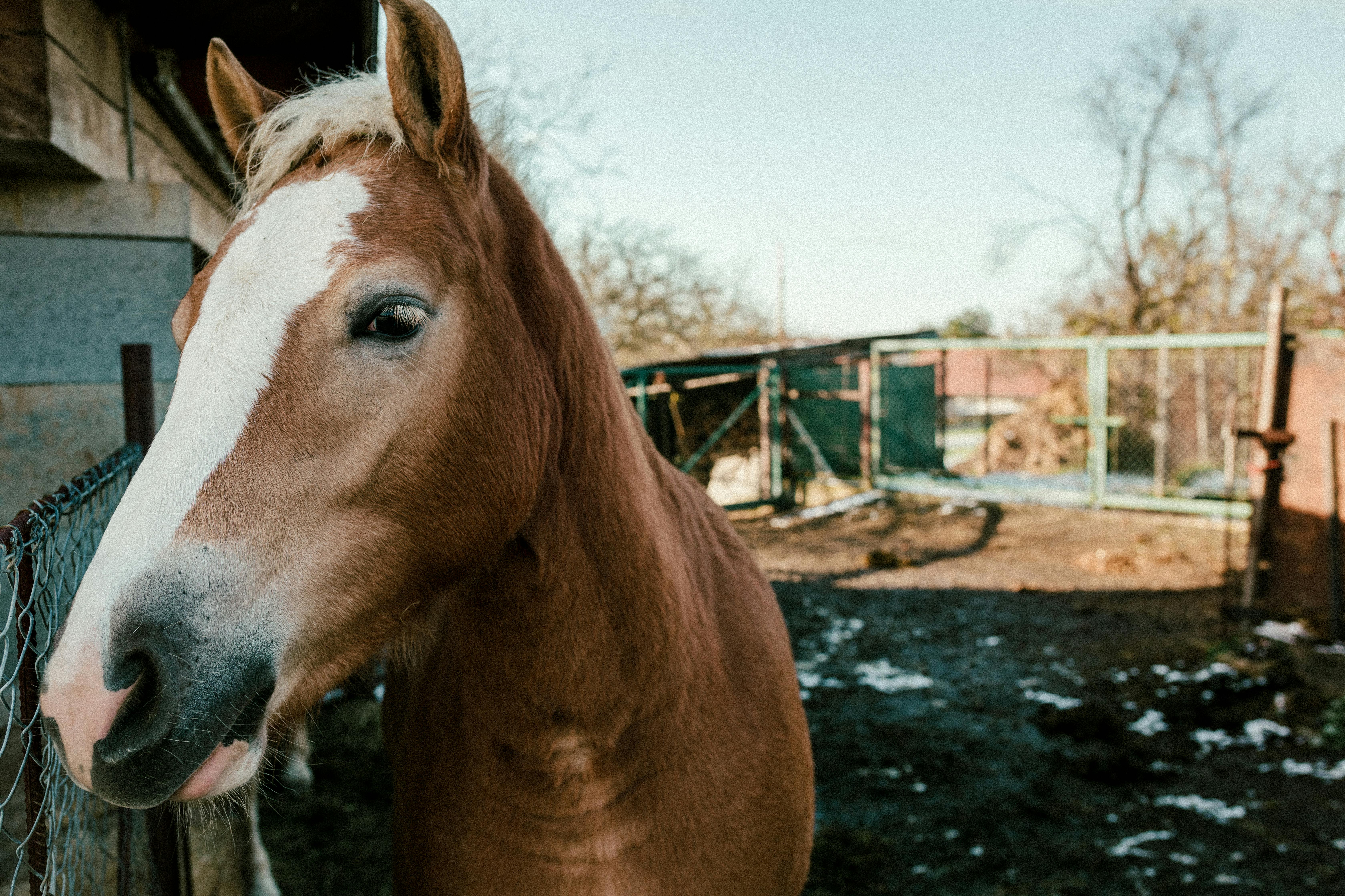 Pferde verstehen: Körpersprache & Vertrauen