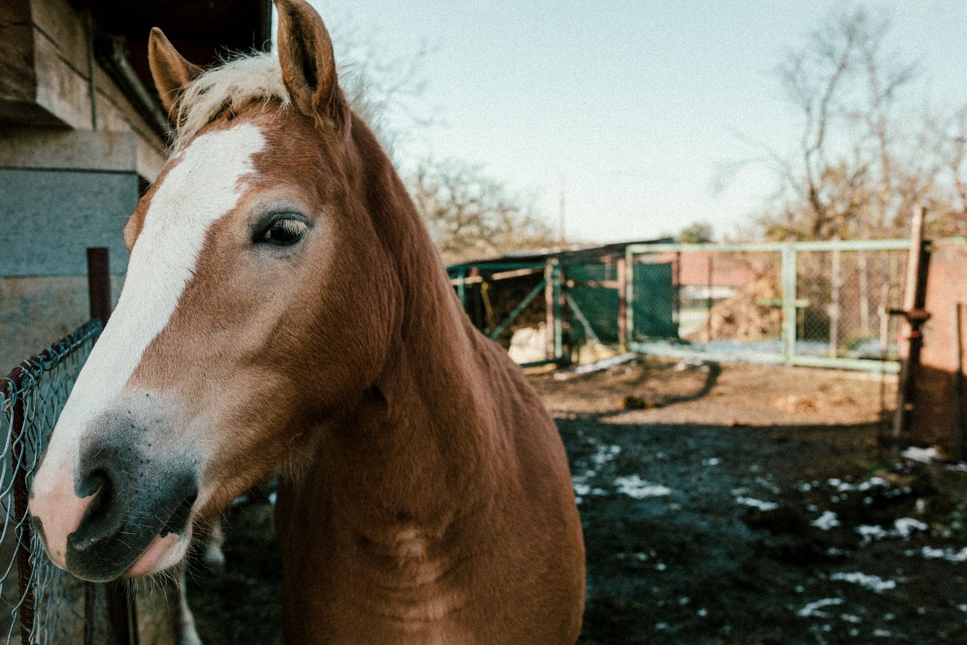 Portrait of a horse at a veterinary clinic