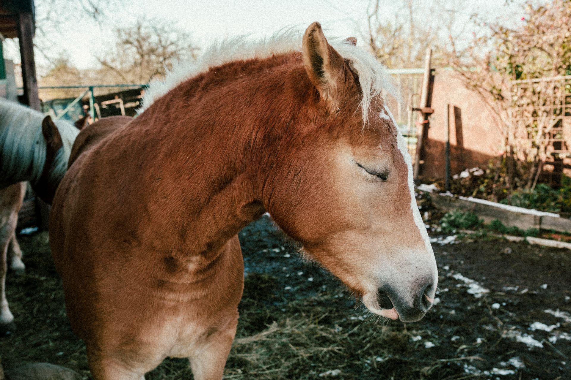 Photograph of a chestnut horse standing outdoors in a farm environment.
