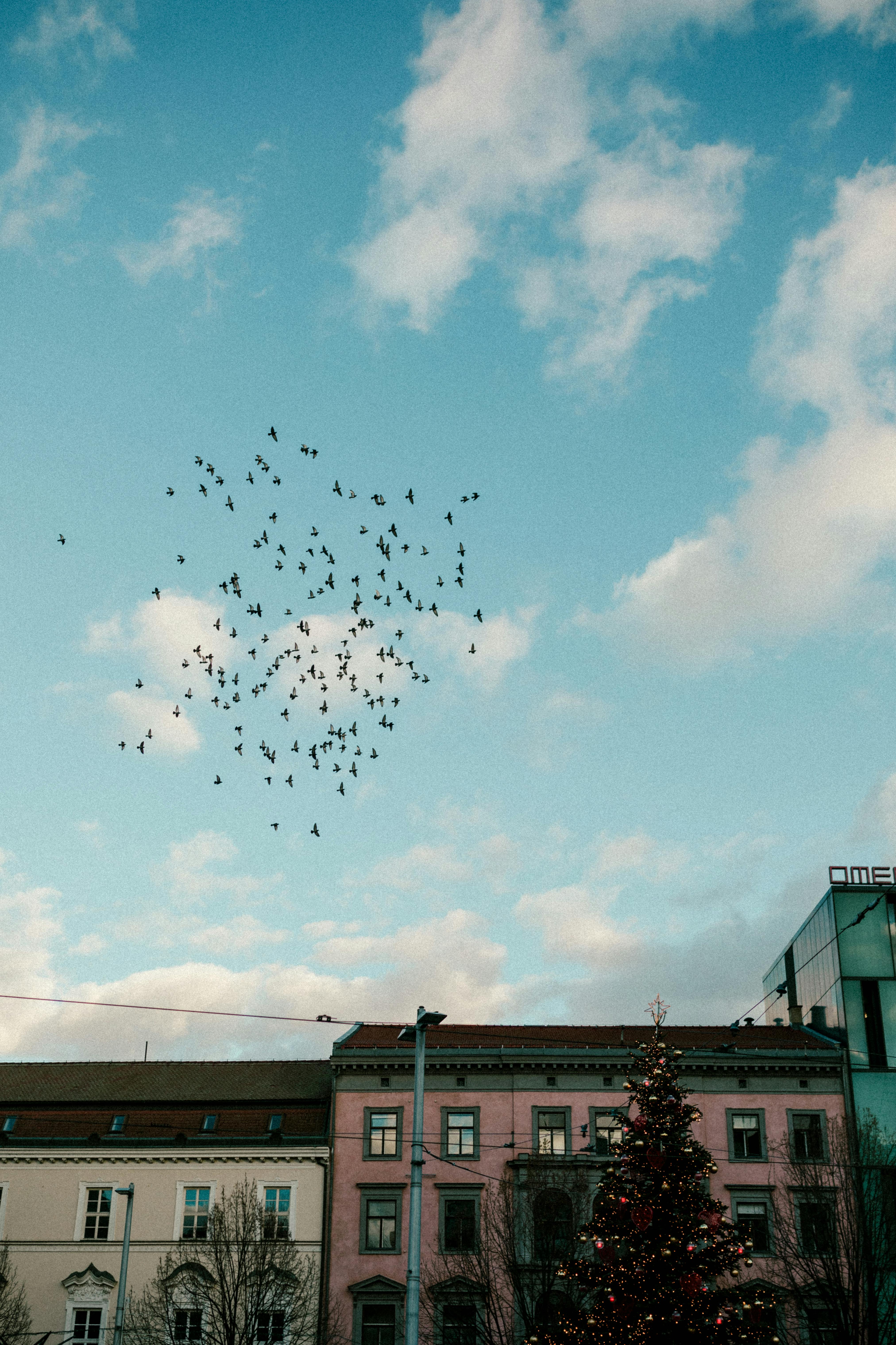 A flock of birds flies over a city with a Christmas tree and blue sky.