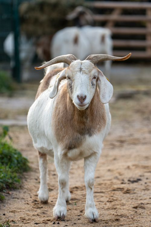 Close up Portrait Of A Domestic Goat Outdoors Free Stock Photo close-up-portrait-of-a-domestic-goat-outdoors-free-stock-photo