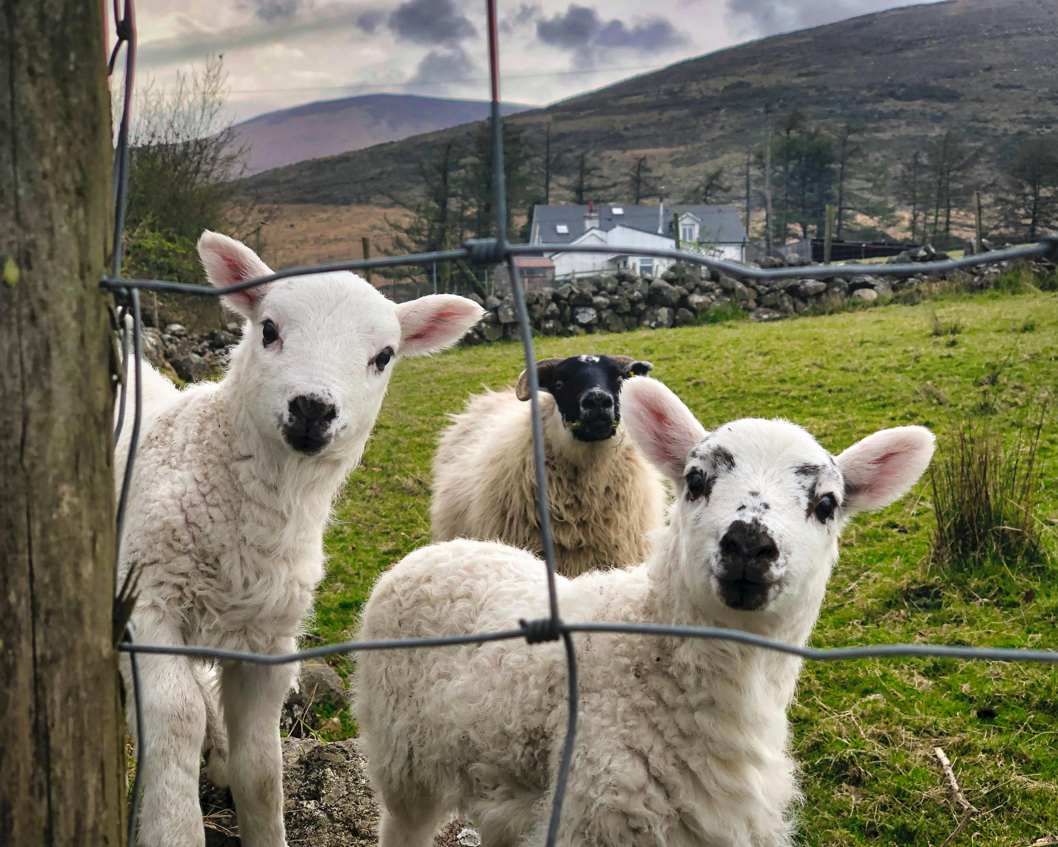 Top tips to visit Ireland on a budget — Photo by Ben Todela on Pexels