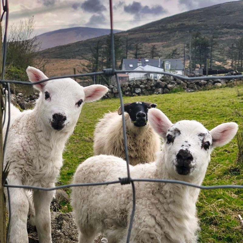 Irish Lamb Stew