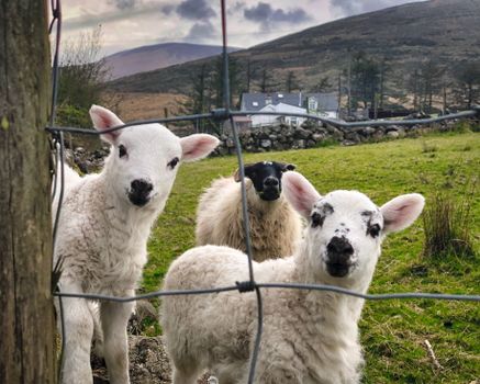 Little lambs looking at you