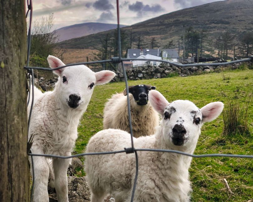 Cute lambs in Omeath, Ireland, with rolling hills and a farmhouse backdrop. Cute lambs in Omeath, Ireland, with rolling hills and a farmhouse backdrop.