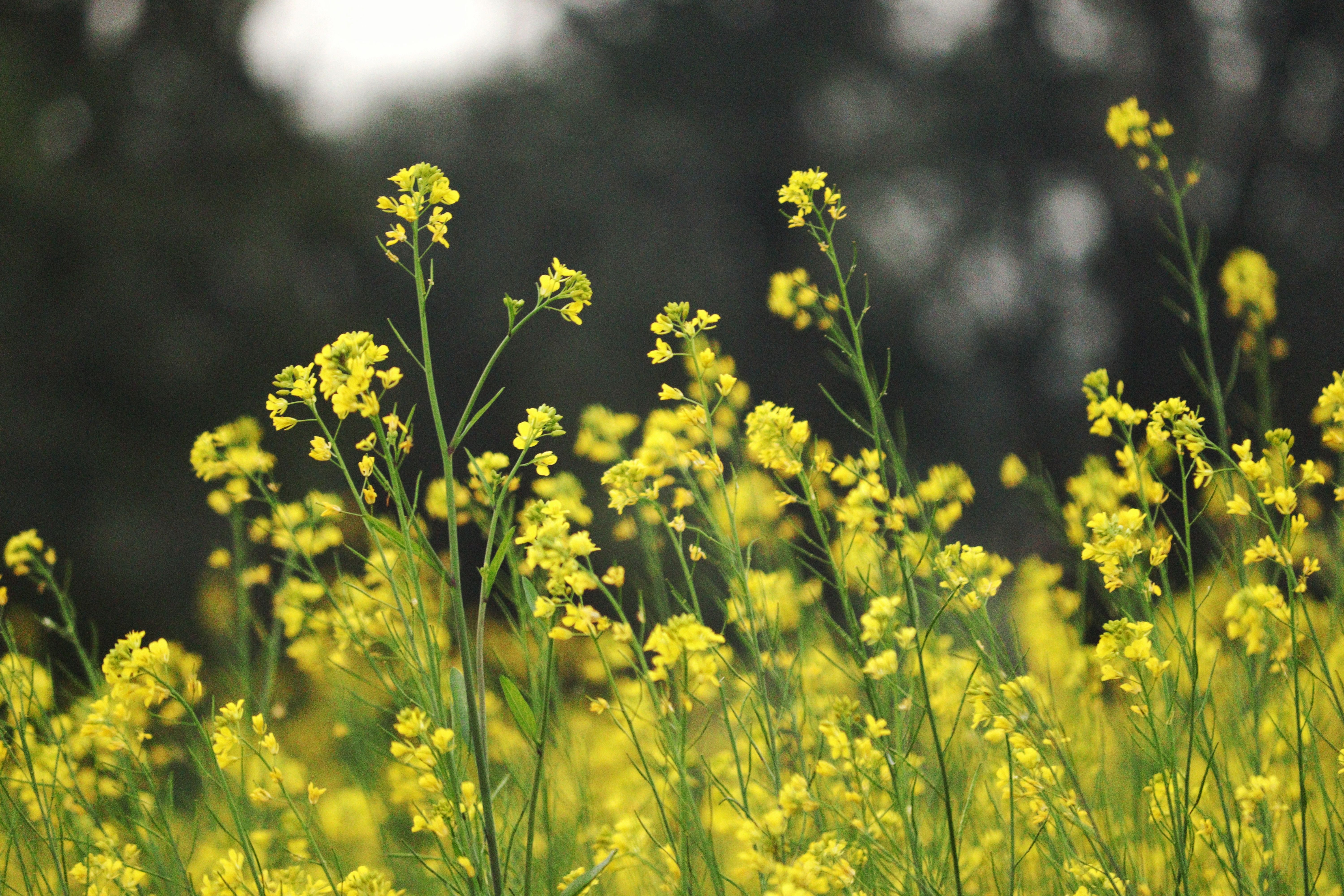Mustard Plaster for Coughs and Colds: Does This Old Home Remedy Work?