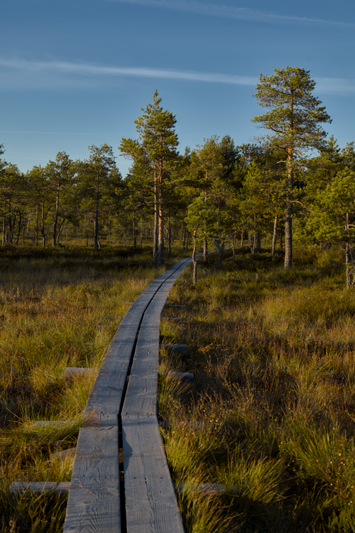 Free A tranquil wooden boardwalk winds through a serene wetland with lush pine trees and clear skies. Stock Photo