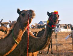Camel cart ride on the Pushkar dunes