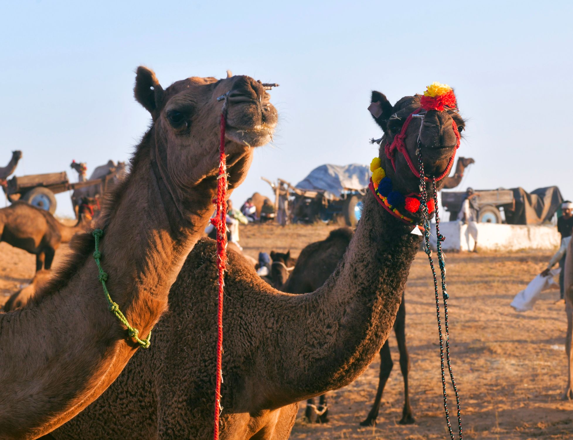 Camel In Rajasthan Decorated Camels at Pushkar Camel Fair in Rajasthan · Free Stock Photo