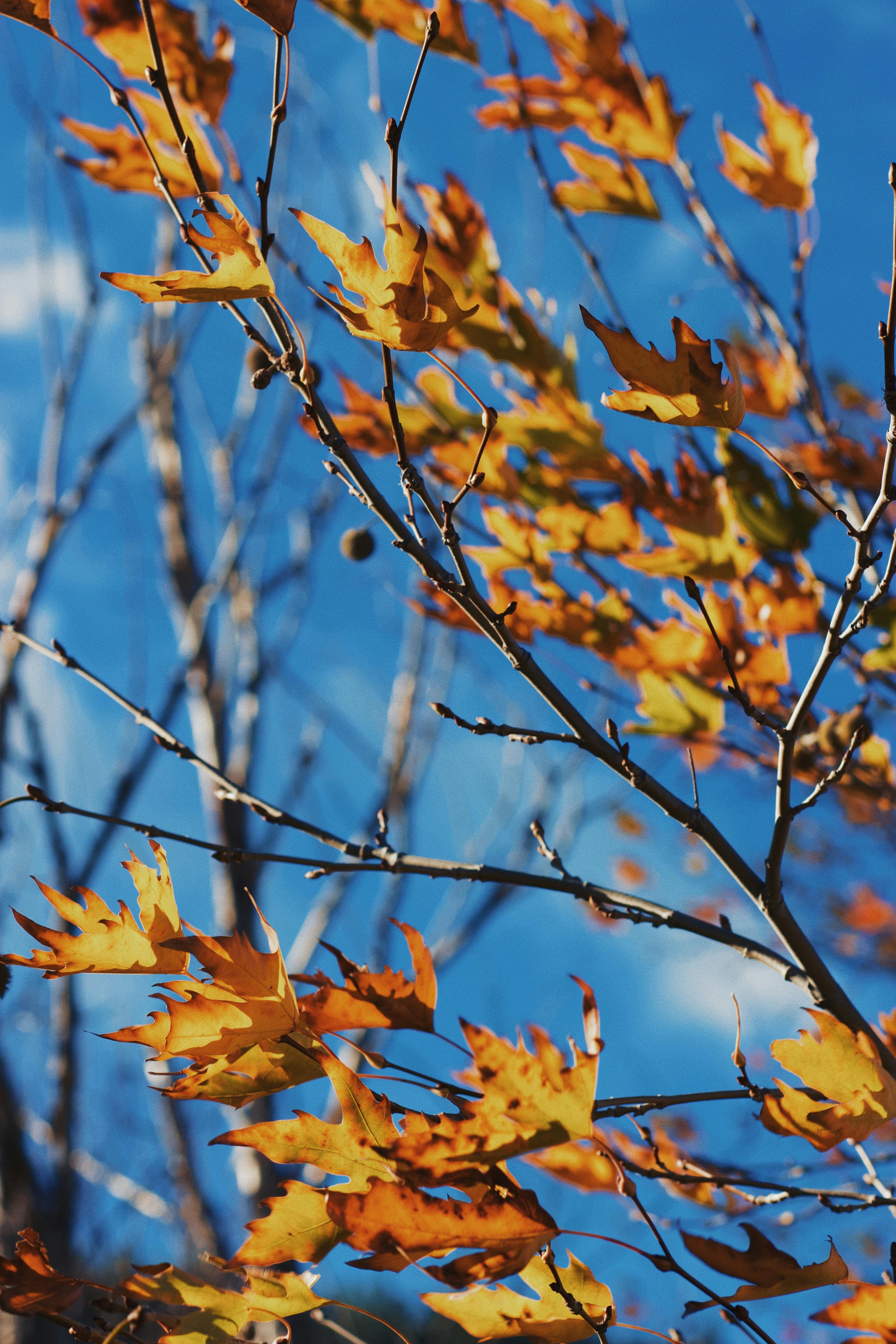 vibrant autumn leaves against clear blue sky