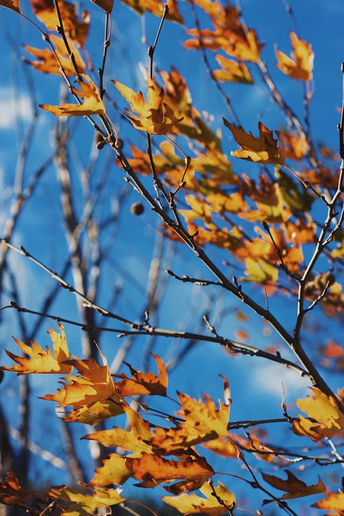 Free Bright autumn leaves on branches with a clear blue sky background, showcasing fall colors. Stock Photo